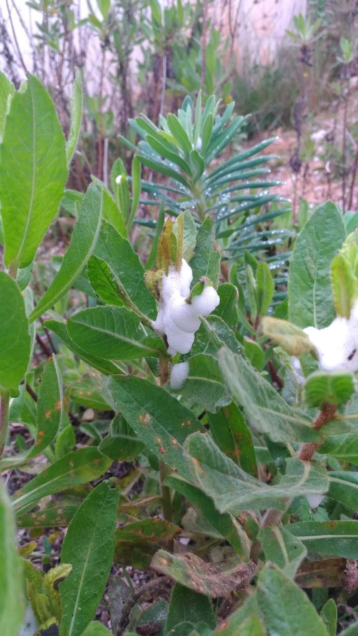 Xylella fastidiosa